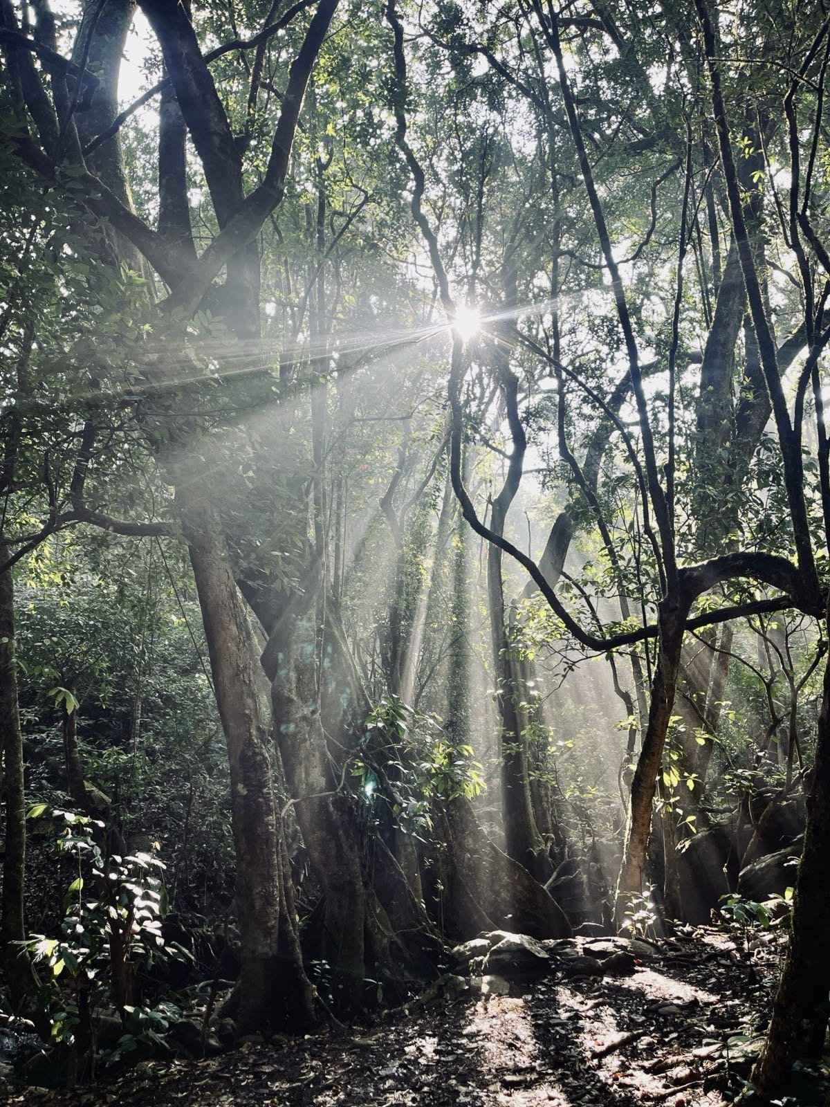 Luz del amanecer atravesando los árboles de un bosque, simbolizando un nuevo comienzo